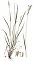 False Brome - Brachypodium sylvaticum (Huds.) P. Beauv.