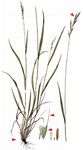 Wald-Fiederzwenke - Brachypodium sylvaticum (Huds.) P. Beauv. 