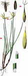 Armblütige Segge - Carex pauciflora Lightf. 