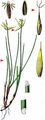 Few-Flowered Sedge - Carex pauciflora Lightf.