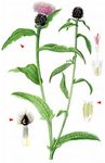 Schwarze Flockenblume - Centaurea nigra L. 