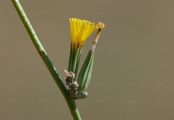Großer Knorpellattich - Chondrilla juncea L.