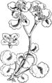Chrysosplenium alternifolium (Wechselblättriges Milzkraut) aus Fitch et al. (1924)