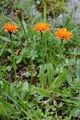Gold-Pippau - Crepis aurea (L.) Cass.