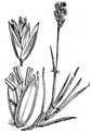 Heath-Grass - Danthonia decumbens (L.) DC.