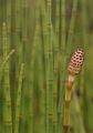 Water Horsetail - Equisetum fluviatile L.