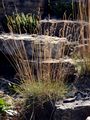  - Festuca stricta Host