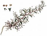 Pedunculate Sea-Purslane - Halimione pedunculata (L.) Aellen