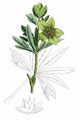 Green Hellebore - Helleborus viridis L.