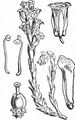 Glabrous Bird's-Nest - Hypopitys hypophegea (Wallr.) G. Don