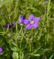 Large Venus's-Looking-Glass - Legousia speculum-veneris (L.) Chaix