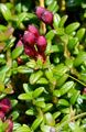 Alpenazalee - Loiseleuria procumbens (L.) Desv.