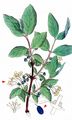 Blue-Berried Honeysuckle - Lonicera caerulea L.