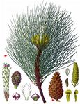 Schwarz-Kiefer - Pinus nigra J. F. Arnold 