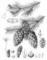 Douglas Fir - Pseudotsuga menziesii (Mirb.) Franco