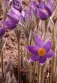 Eastern Pasqueflower - Pulsatilla patens (L.) Mill.