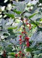 Currant - Ribes petraeum Wulfen