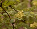 Red-Berried Elder - Sambucus racemosa L.