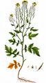 White Mustard - Sinapis alba L.