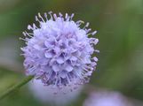 Southern Succisella - Succisella inflexa (Kluk) Beck