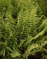 Marsh Fern - Thelypteris palustris Schott