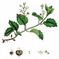 Wood Speedwell - Veronica montana L.