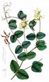 Pale-Flower Vetch - Vicia pisiformis L.