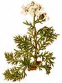 Schwarzrandige Schafgarbe - Achillea atrata L.