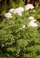 Großblättrige Schafgarbe - Achillea macrophylla L.