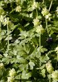Moschuskraut - Adoxa moschatellina L.