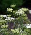 Bullwort - Ammi majus L.