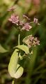 Langblättriges Hasenohr - Bupleurum longifolium L.