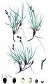 Starre Segge - Carex bigelowii Schwein.