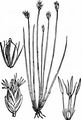Few-Flowered Spike-Rush - Eleocharis quinqueflora (Hartmann) O. Schwarz