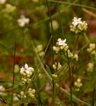 Heath Bedstraw - Galium saxatile L.
