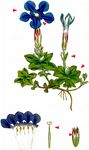 Frühlings-Enzian - Gentiana verna L. 