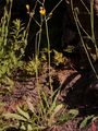Frühblühendes Habichtskraut - Hieracium glaucinum Jord.