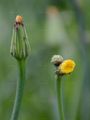 Smooth Cat's-Ear - Hypochaeris glabra L.
