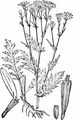 Raukenblättriges Greiskraut - Jacobaea erucifolia (L.) G. Gaertn. & al.