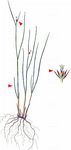 Einblütige Binse - Juncus monanthos Jacq. 