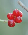 Honeysuckle - Lonicera periclymenum L.