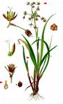 Behaarte Hainsimse - Luzula pilosa (L.) Willd. 