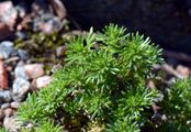 Pyrenäen-Steinschmückel - Petrocallis pyrenaica (L.) W. T. Aiton