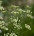 Alsace Hartswort - Peucedanum alsaticum L.