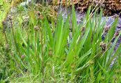 Berg-Wegerich - Plantago atrata Hoppe
