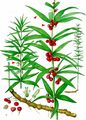 Whorled Solomon's-Seal - Polygonatum verticillatum (L.) All.