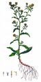 Small Fleabane - Pulicaria vulgaris Gaertn.