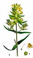 Late-Flowering Yellow Rattle - Rhinanthus angustifolius C. C. Gmel. 