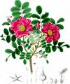 Japanese Rose - Rosa rugosa Thunb.
