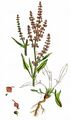 Sheep's Sorrel - Rumex acetosella L.